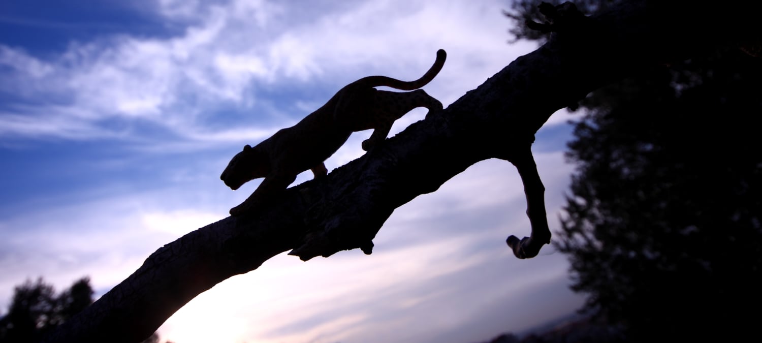 The Black Panther Workout